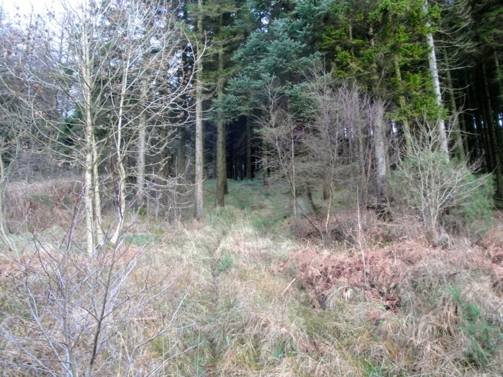 The way up through the trees