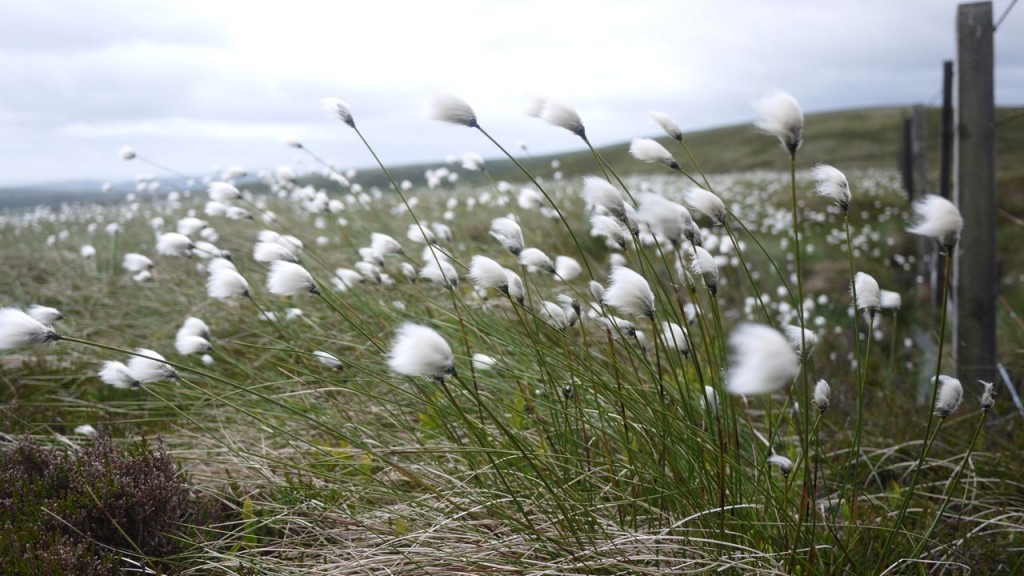 Cottton grass on White Cleuch Hill