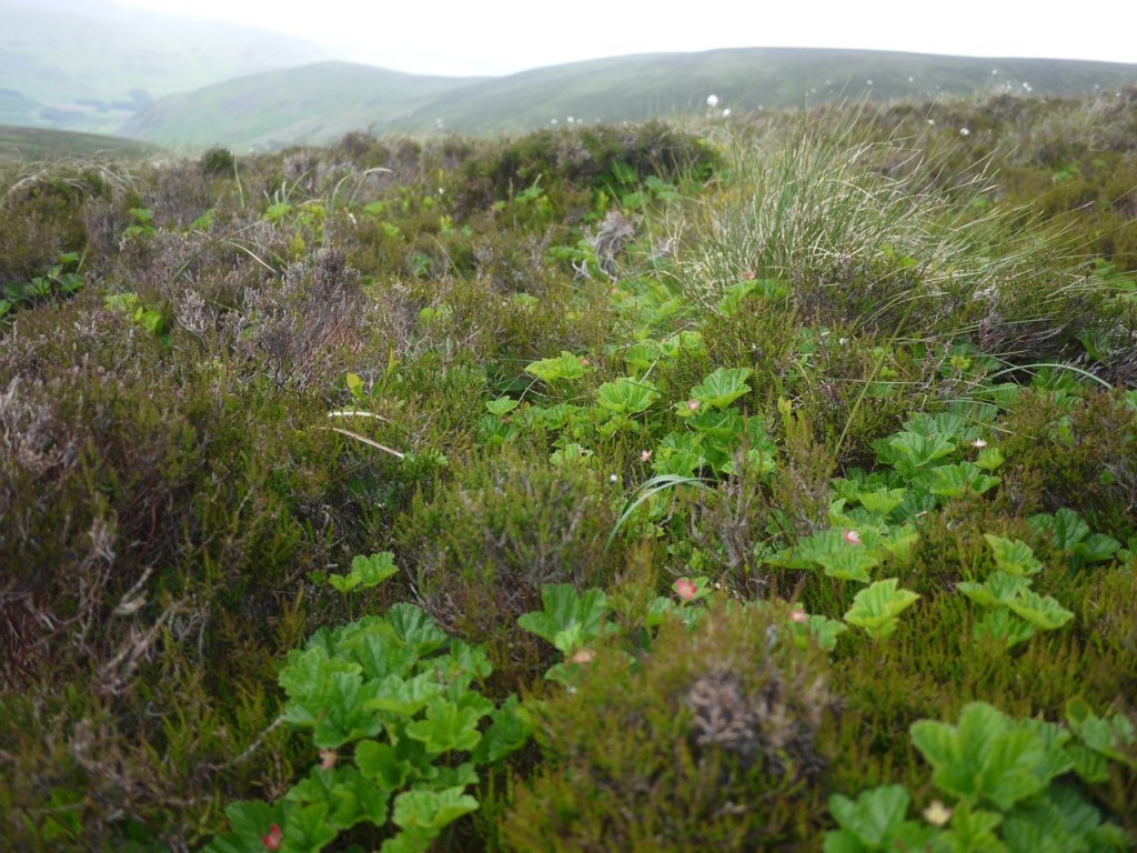 Cloudberry