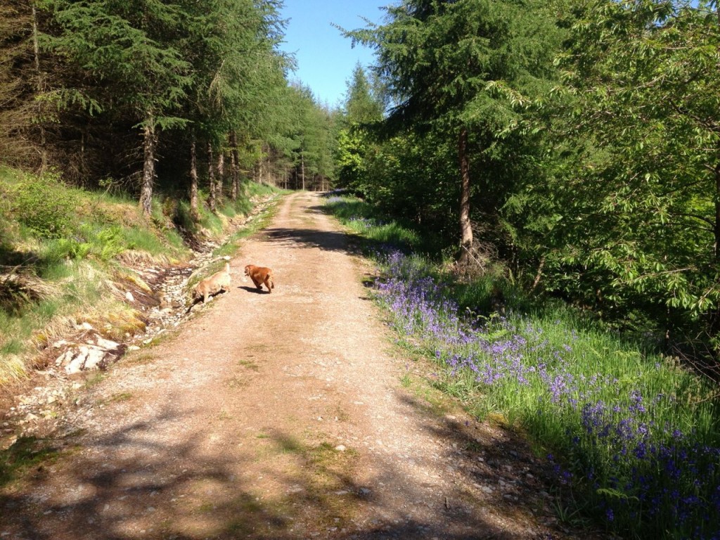 The forestry track