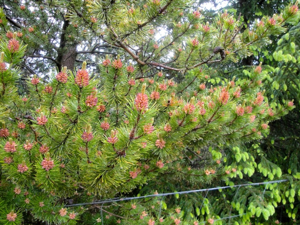 Pine with new growth