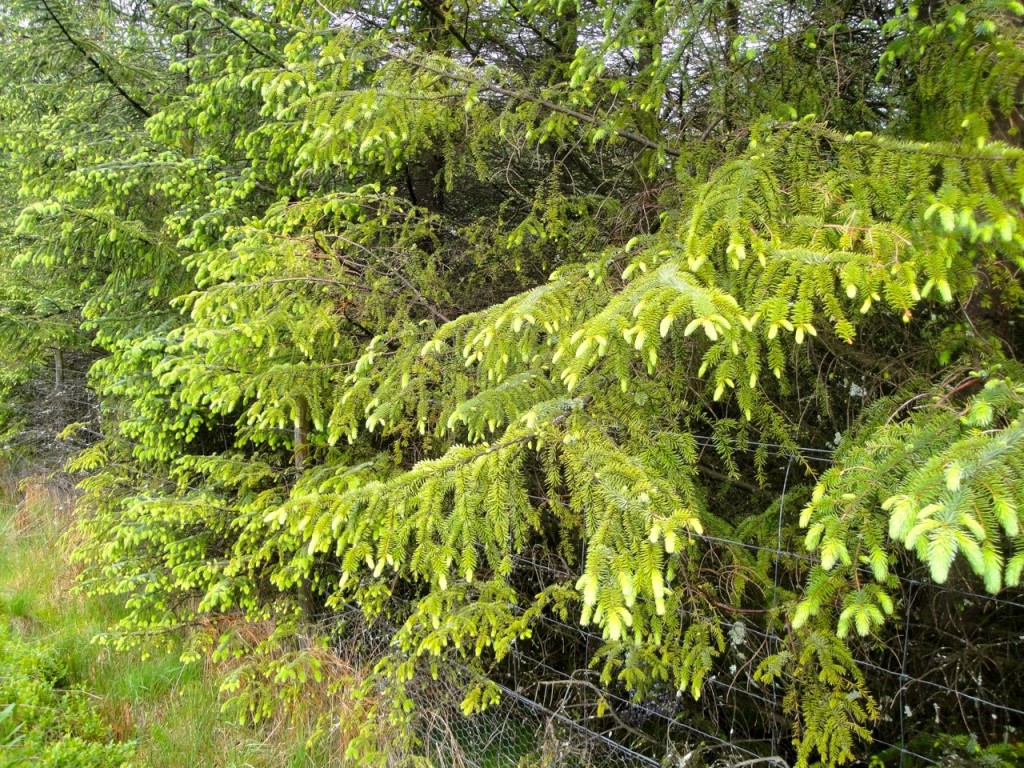 Spruce with new growth