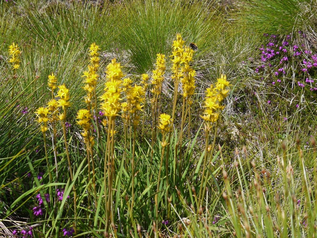 Bog Asphodel, Craiglee