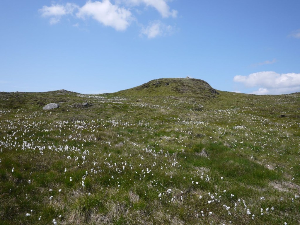 Cotton grass on Cairngarroch