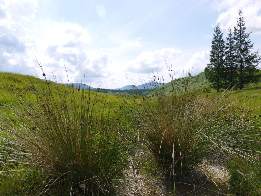 Rushes on the Craiglea Trail