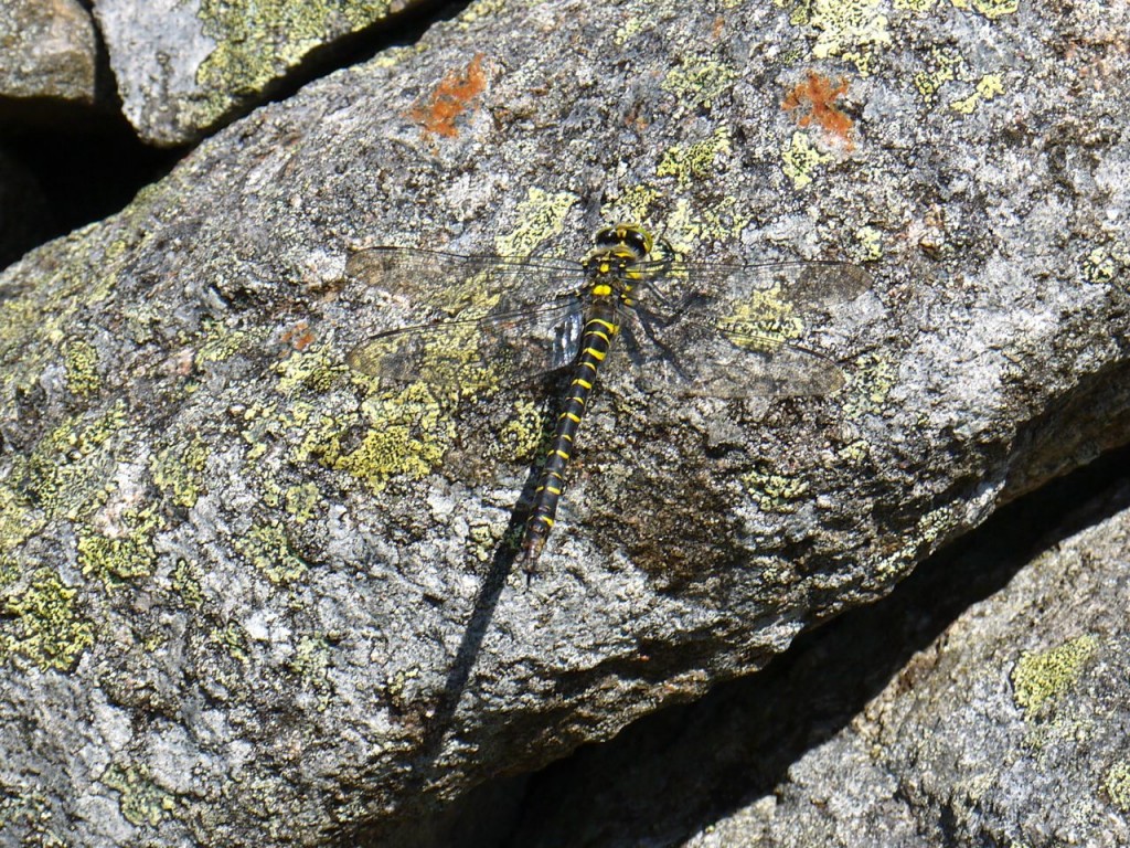 Golden Ringed Dragonfly