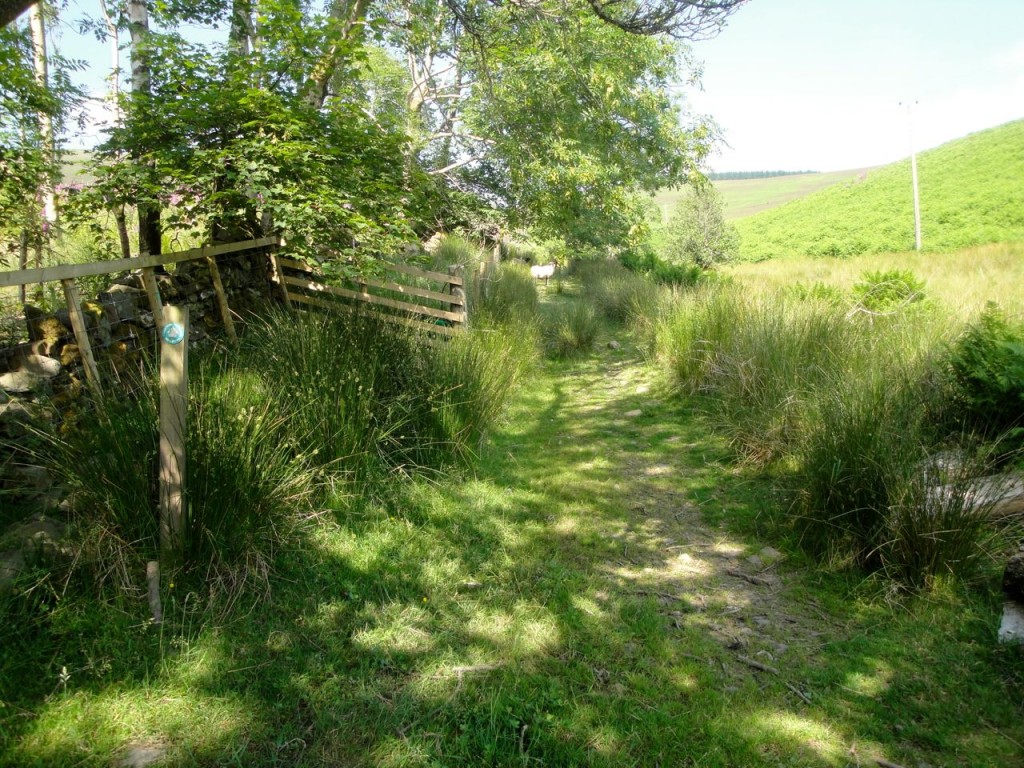 Tweed Trail by the Glass Burn