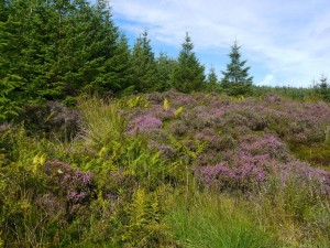 Summer colours, Craig Airie