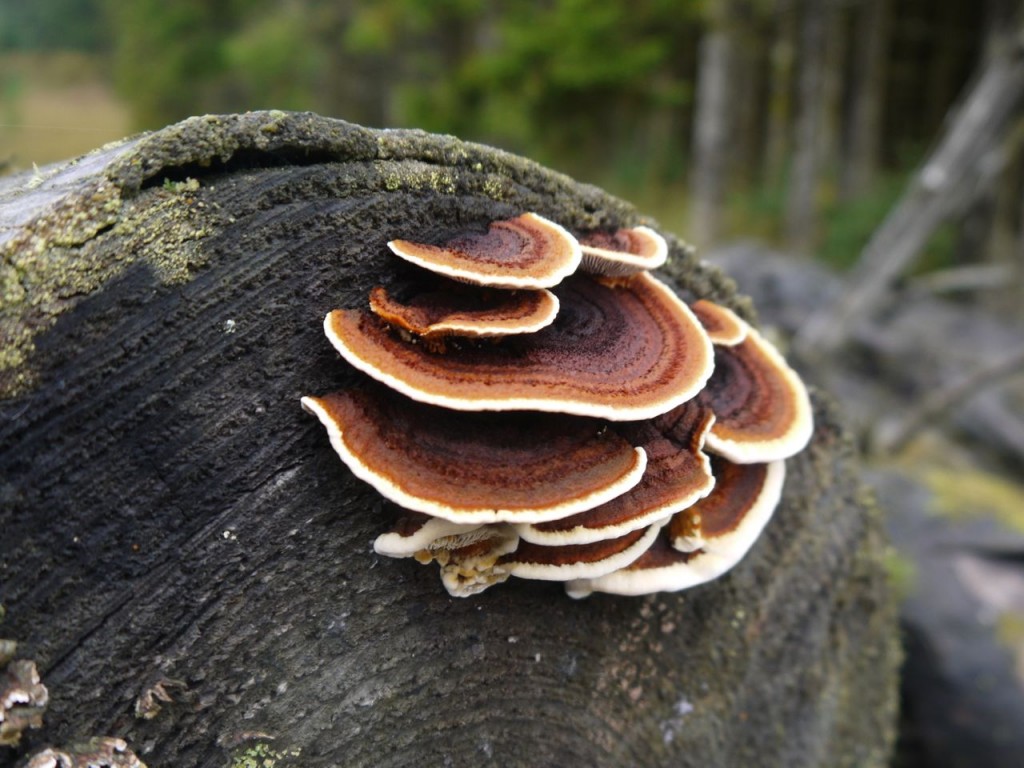 Many-zoned Polypore Fungus