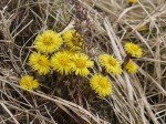 Coltsfoot