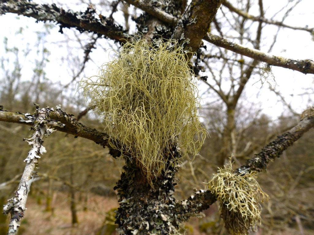 Old Man's Beard