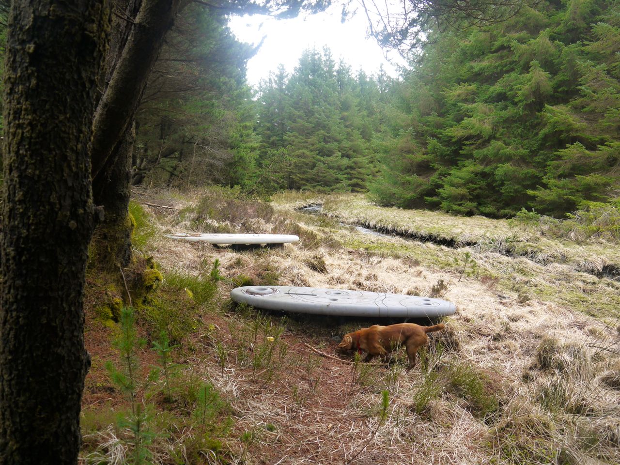 Rosnes Benches in Carrick Forest