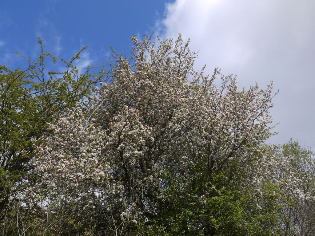 Hawthorn blossom