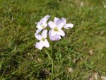 Cuckoo Flower