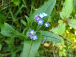 Forgetmenot