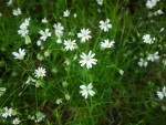 Greater Stitchwort