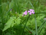 Herb Robert