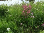 Hound's Tongue, red campion, dame's violet, cow parsley, ox-eye daisy.