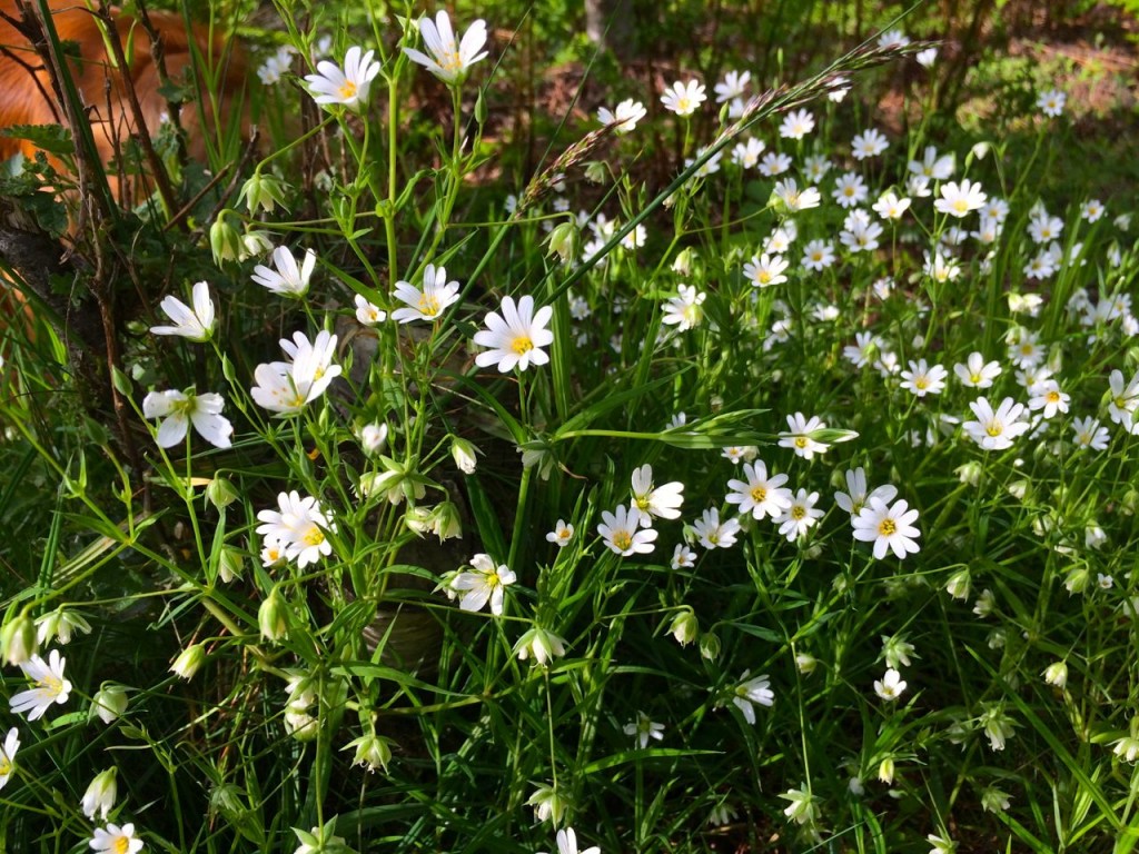 Stitchwort