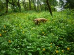 Meadow Buttercups