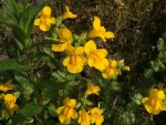 Monkey flower