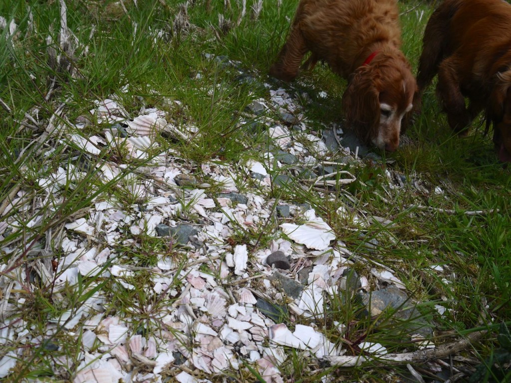 Sea shells by the path