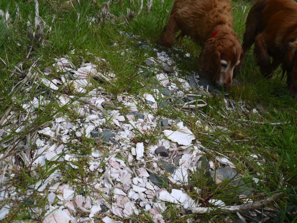 Sea shells by the path