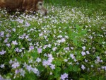 Pink purslane