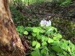 Wood Sorrel