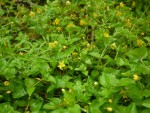 Yellow Pimpernel