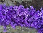 purple bellflower