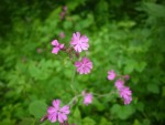 red campion