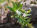 unknown, willowherb?