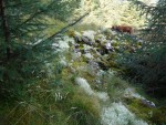 Lichen on Gawin Moor Cairn