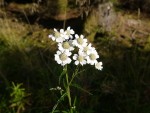 Sneezewort