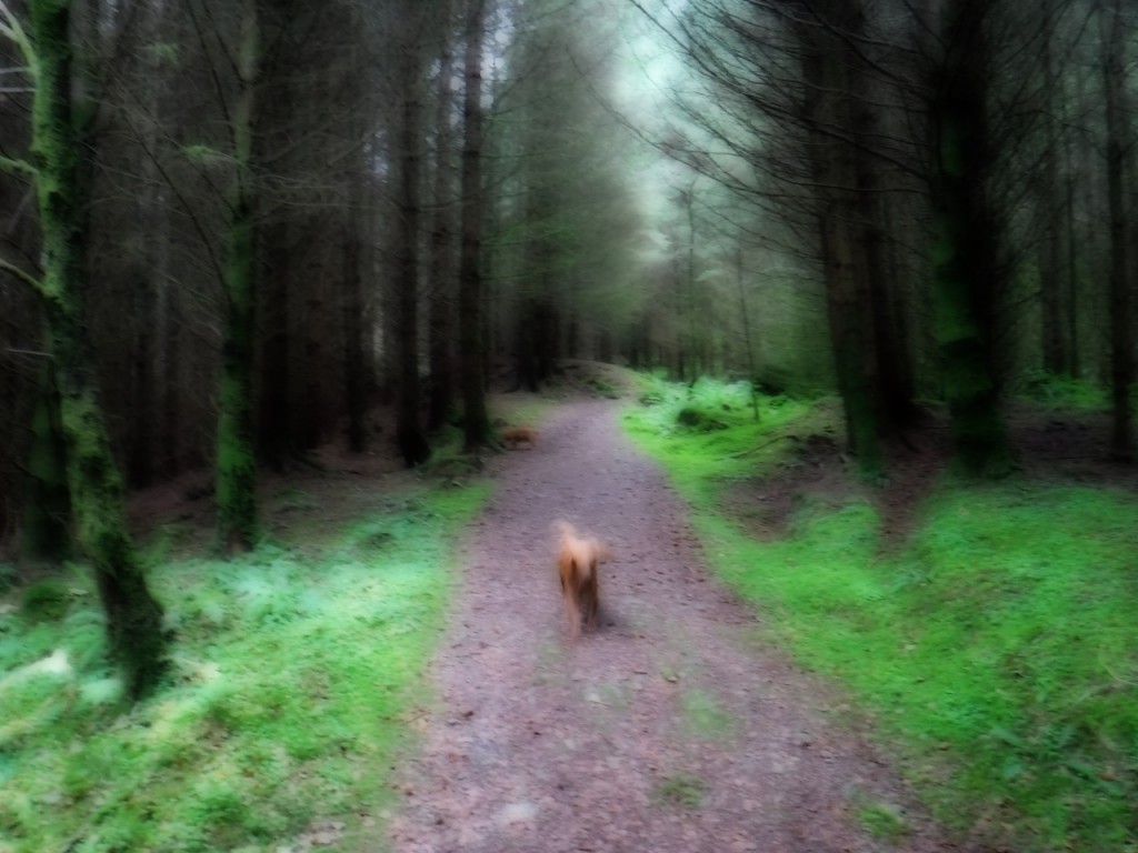 Cairn Edward woods