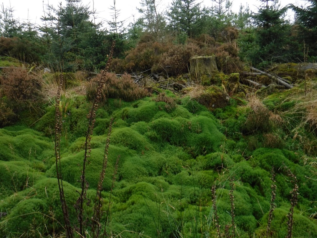 Terrain by the track