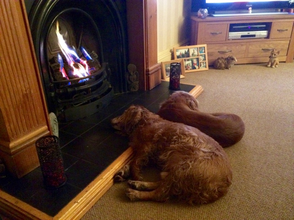 Eddie and Sweep relax after the walk