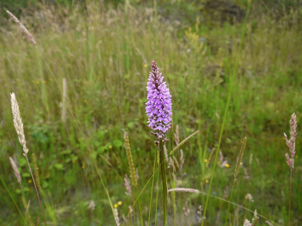 Spotted orchid