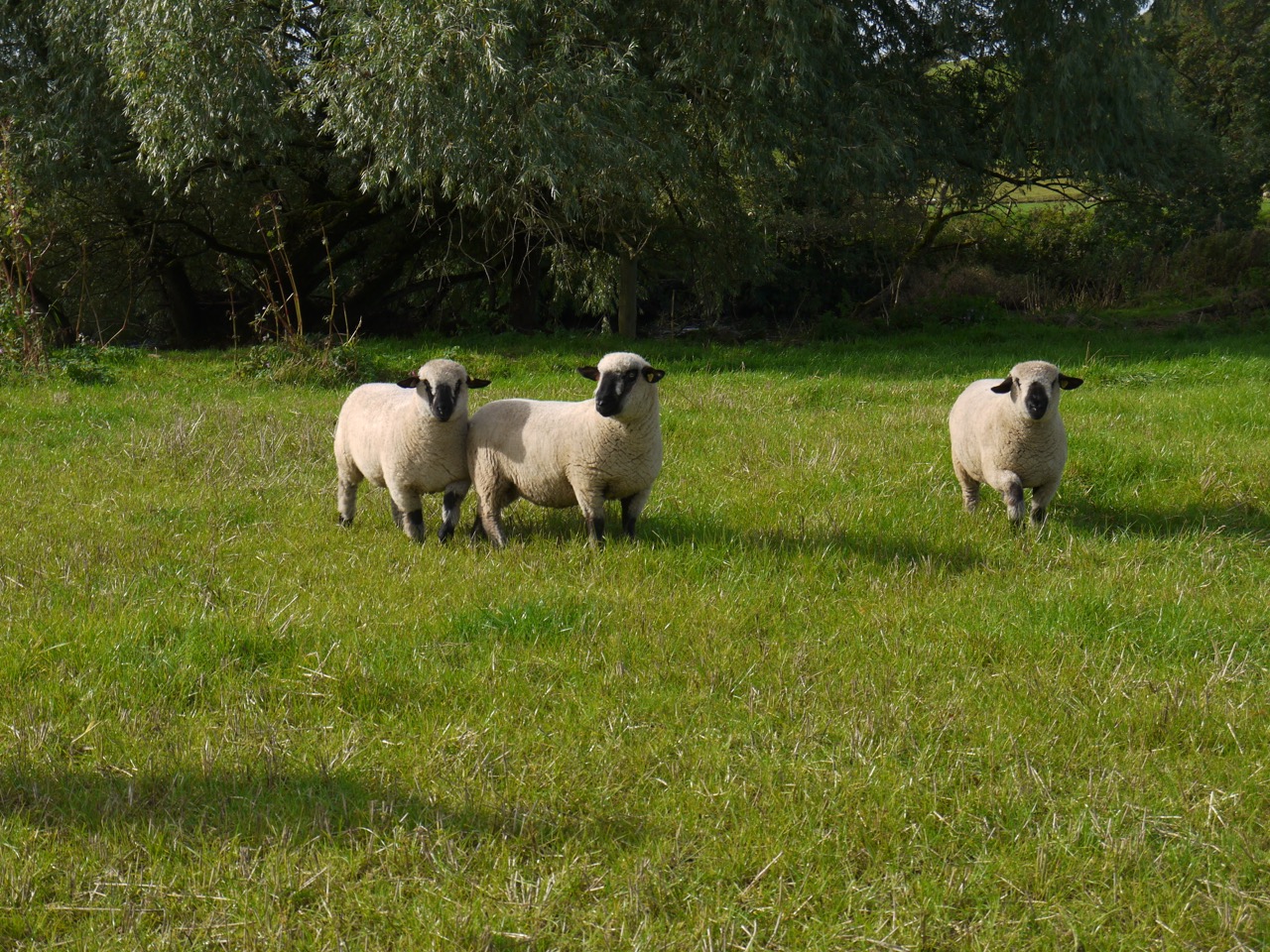 Sheep near Mein Water