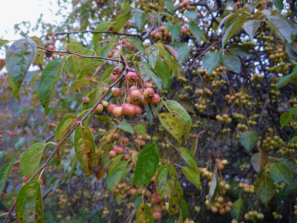 Crabapples