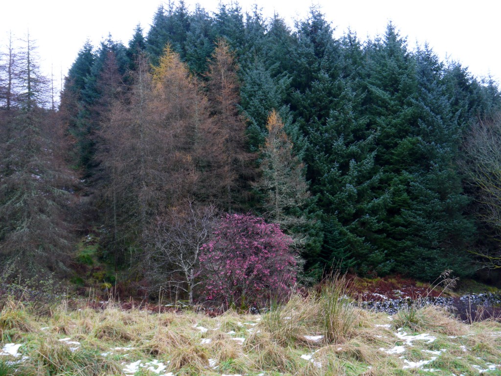 Trees at Cairnhead