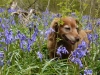 sweep-in-the-bluebells