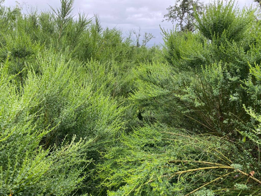 overgrown path