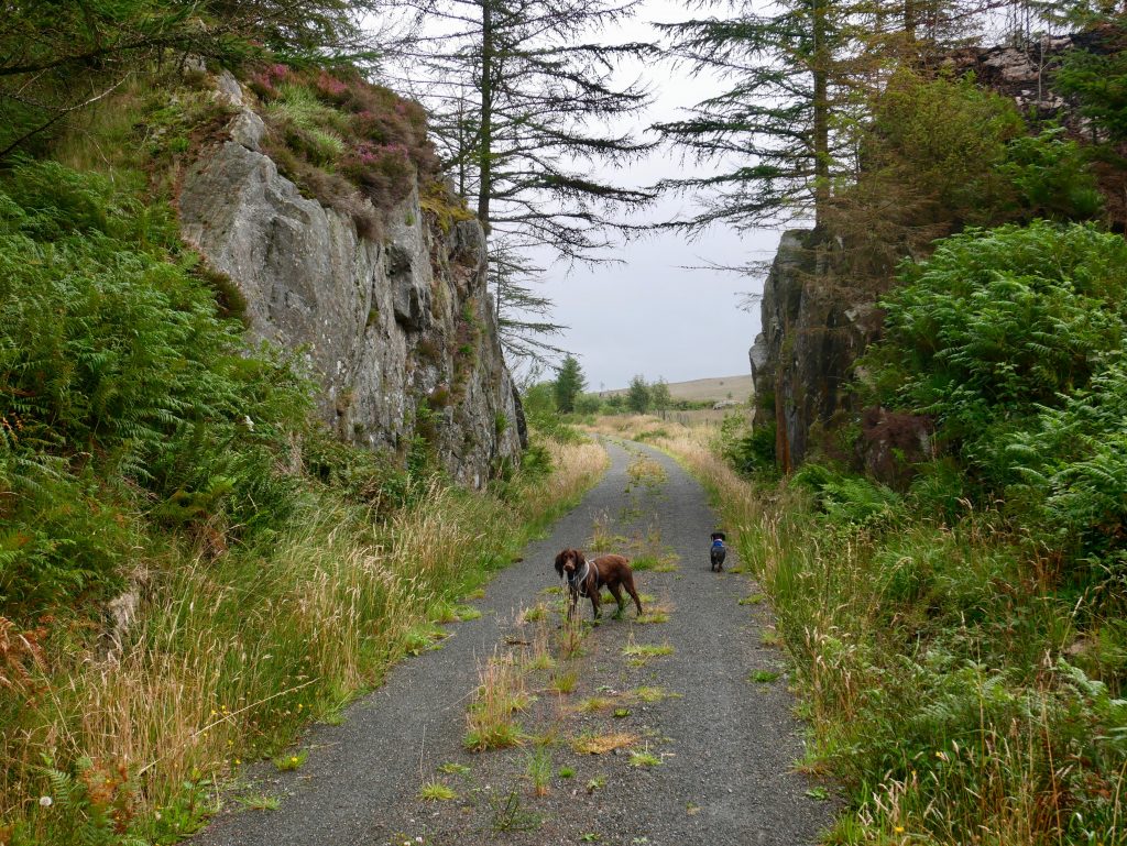 Railway Cutting