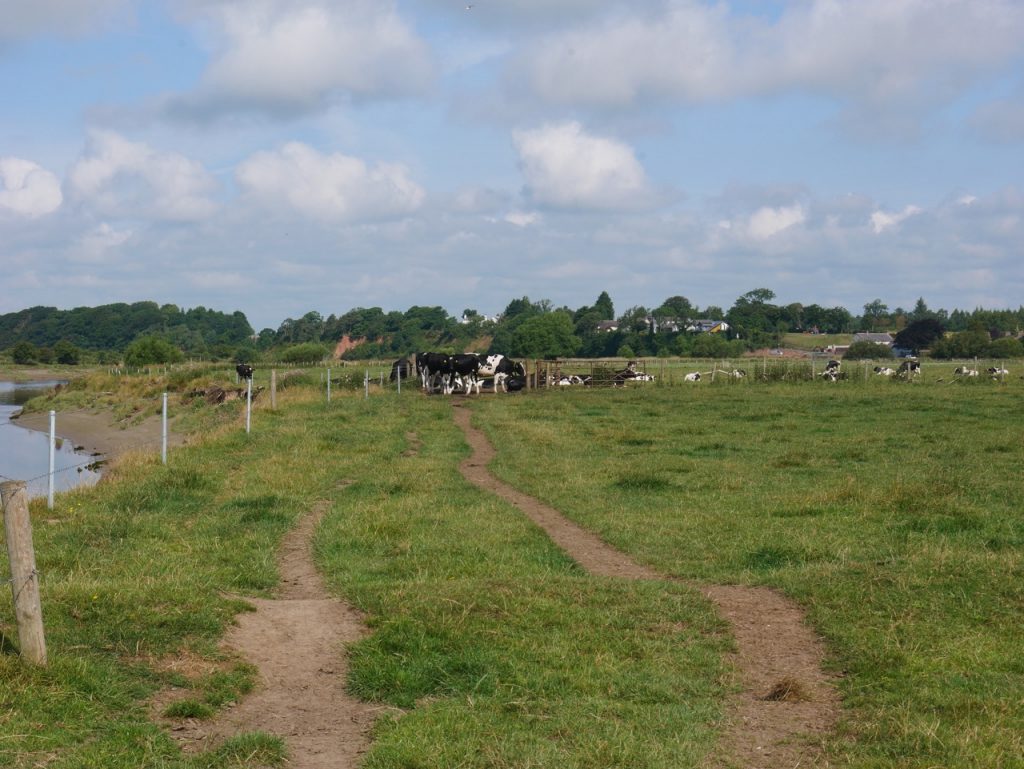 Cows on the path