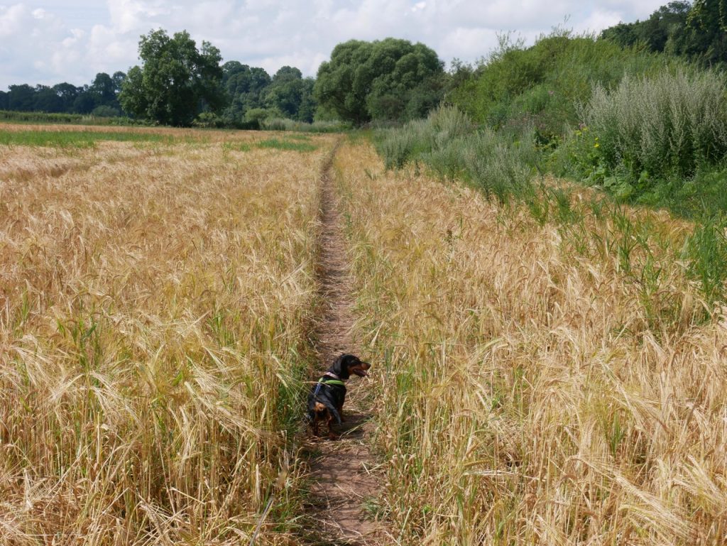 walking by the barley