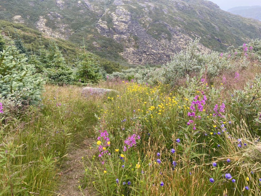 path through flowers
