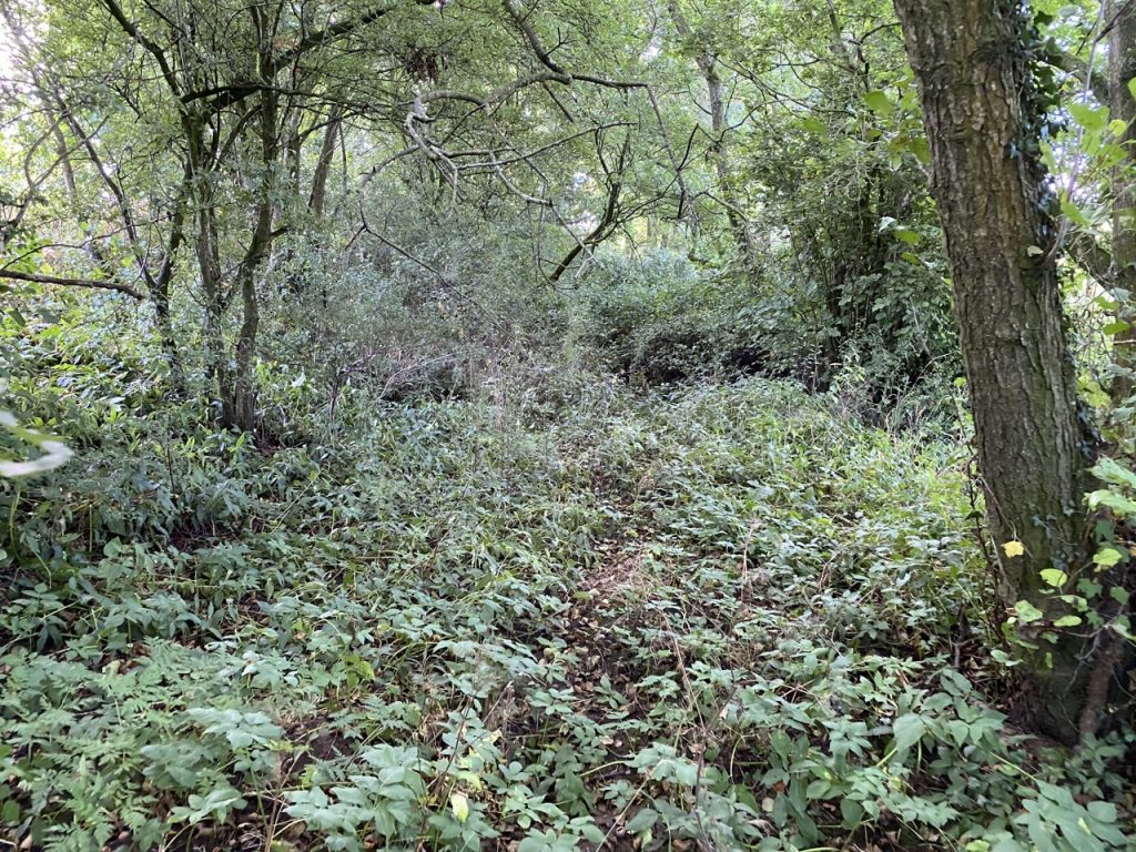 Overgrown Path