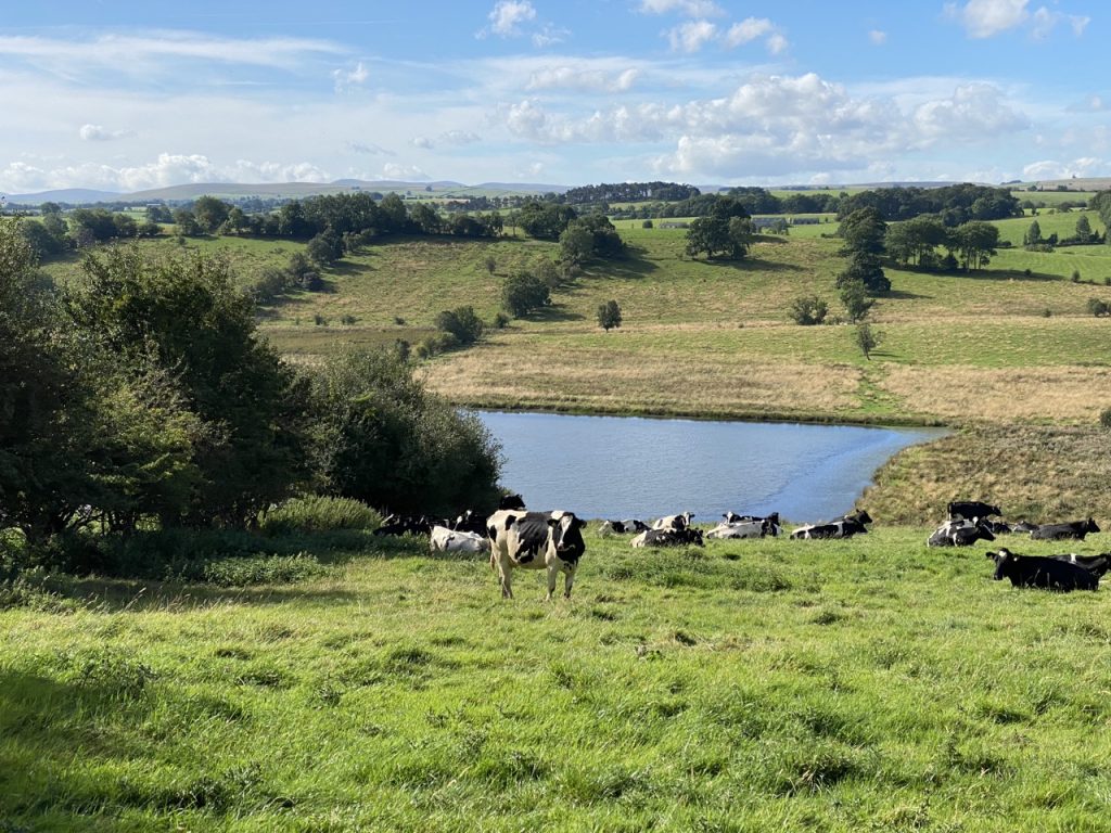 Cows and a reservoir